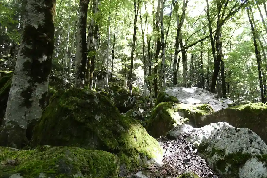 Hermoso paisaje del bosque de hayas en la ruta