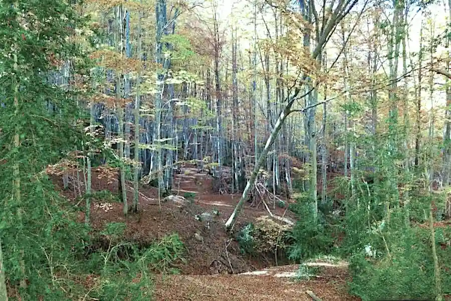 Sendero frondoso cruzando el hermoso Bosque de Betato