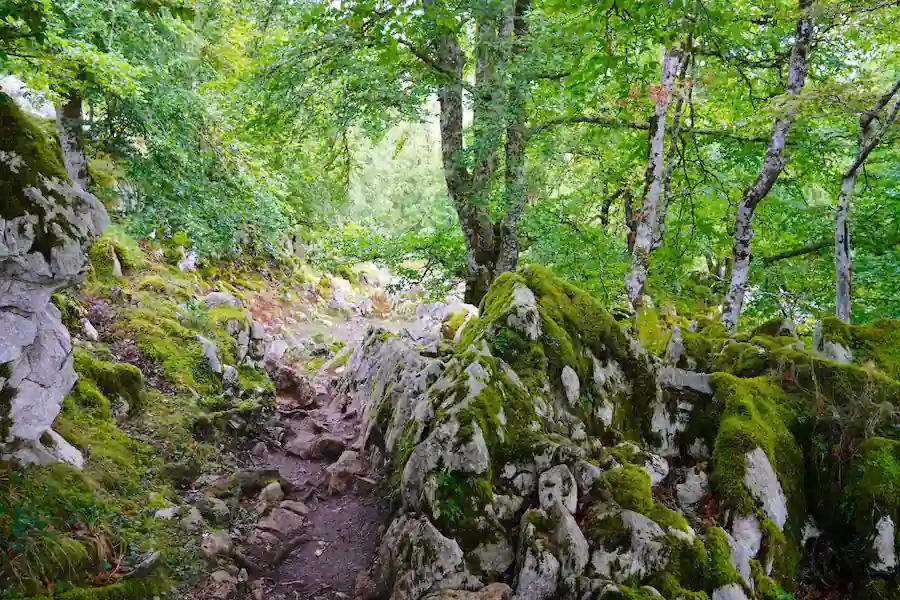 Bosque de Palomberu Sendero a través del frondoso Bosque de Palomberu