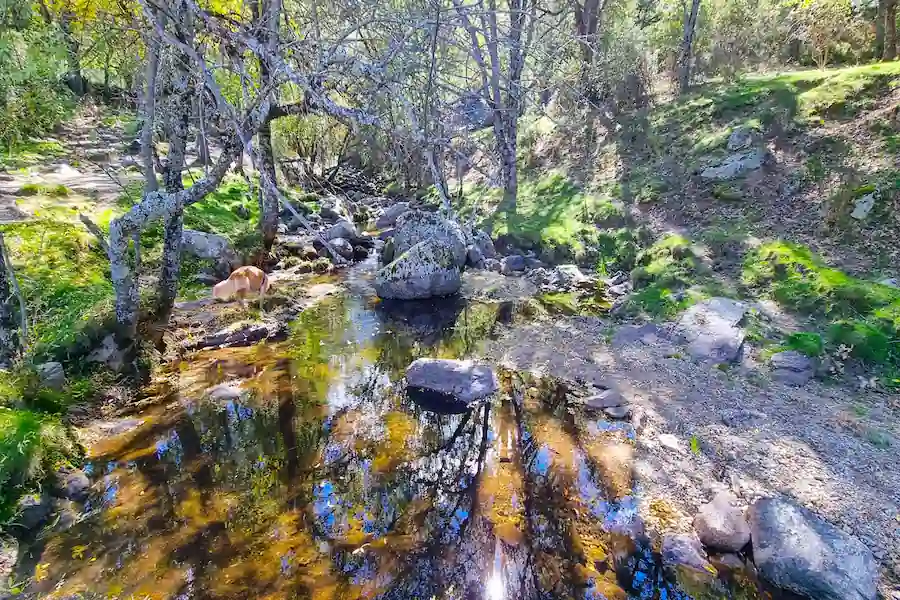 Puente de madera para cruzar el arroyo