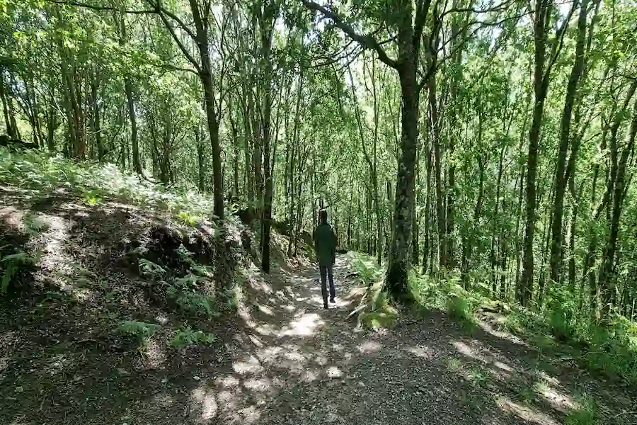 Descenso hacia la Cascada Augacaída entre helechos y musgo Descenso hacia la Cascada Augacaída entre helechos y musgo
