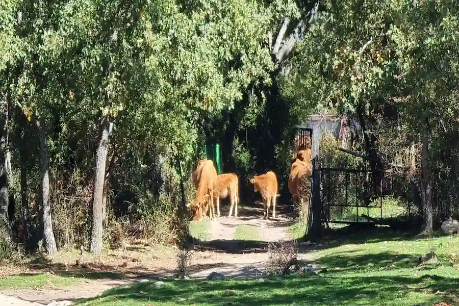 Vacas y ganado suelto pastando durante la ruta