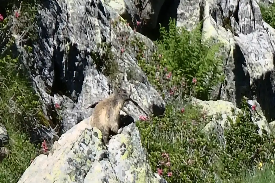 Una curiosa marmota asomándose entre las rocas