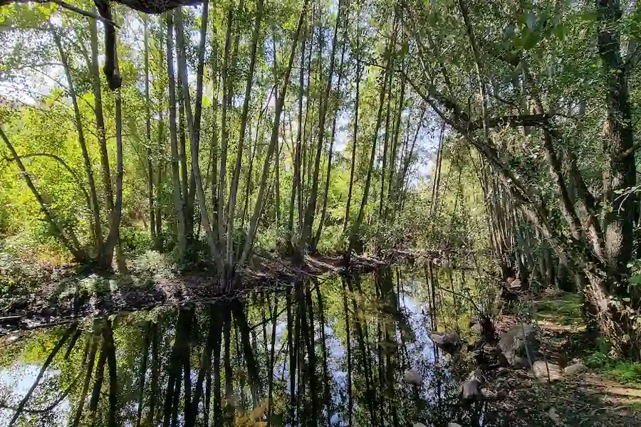Sendero boscoso rodeado de naturaleza en La Pedriza