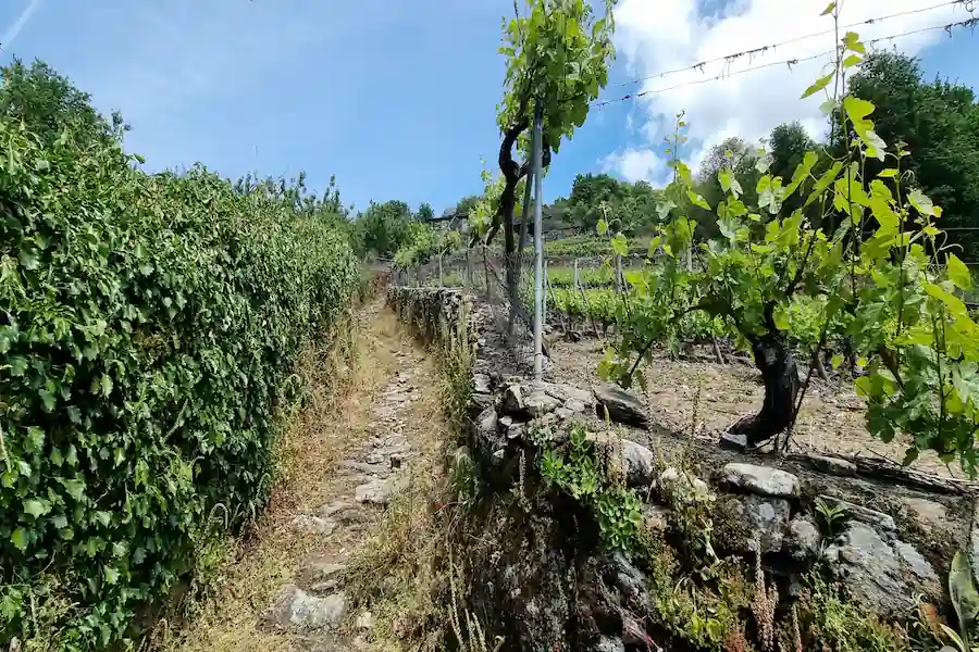 Viñas en Marce en la Ribeira Sacra Viñas en Marce en la Ribeira Sacra