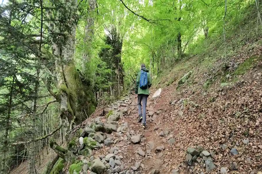 Sendero atravesando un espeso bosque de hayas