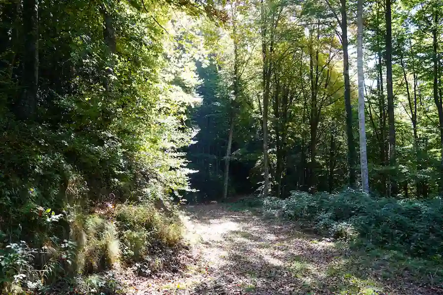 Sendero del bosque Persona haciendo senderismo por los senderos de la Grevolosa