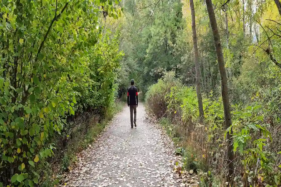 Sendero arbolado y tranquilo en el Bosque Finlandés