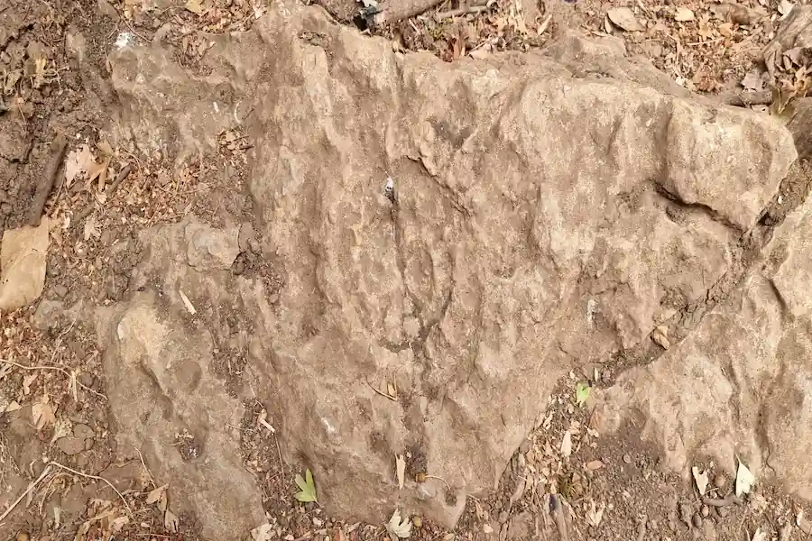 Detalle de un fósil marino incrustado en la roca caliza del Torcal