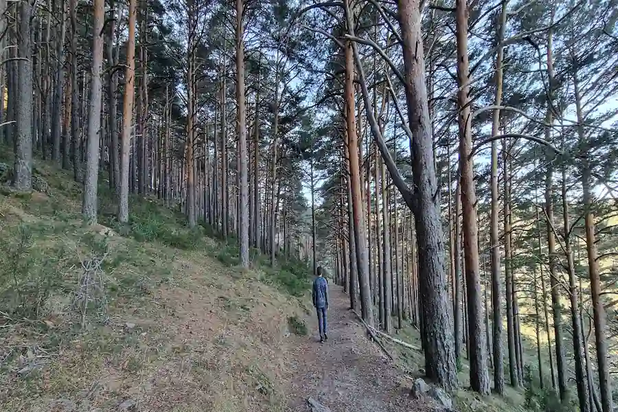 Sendero serpenteante entre el espeso bosque de pinos